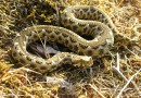 Long-nosed Viper (Vipera ammodytes) ©  Pandion Wild Tours